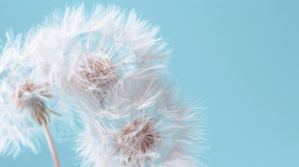   A crisp dandelion against a blue backdrop Dandelion , blue background with soft focus on dandelion