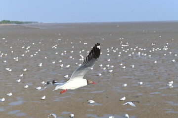 seagull on the beach
