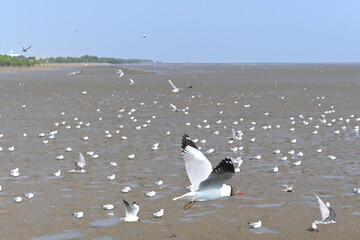 birds on the beach
