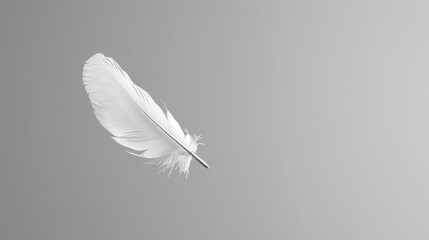   A white feather drifts against a gray-white backdrop, contrasting with a black-and-white bird's wing image suspended in the air