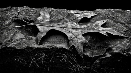   A monochrome image of a leaf atop a rock, moss adorns its sides