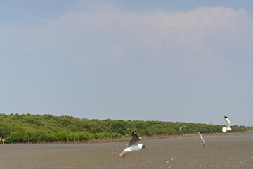 seagull on the beach