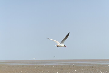 seagull on the beach