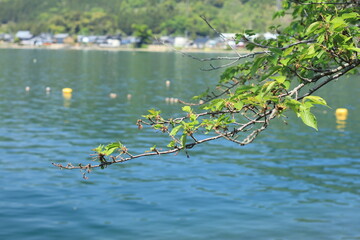 奥琵琶湖の湖面と葉桜