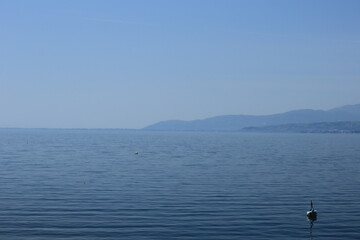琵琶湖の湖面と鳥