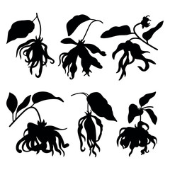 Ylang ylang flower plant silhouette stencil templates - 798663635
