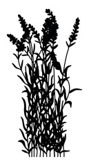 Lavender flower silhouette stencil template - 798663659