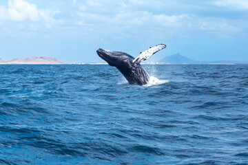 humpback whale jumping