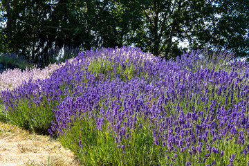 Lavender flowers. Lavender bushes on a sunny day Lavender field in region