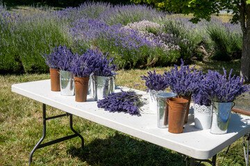 Table with bouquets of lavender on a lavender field. Flower master class