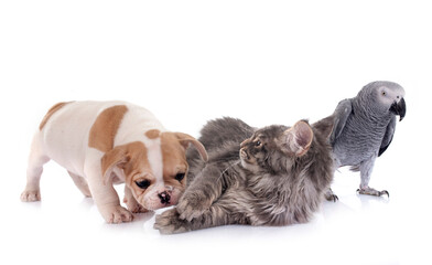 maine coon kitten , parrot and french bulldog
