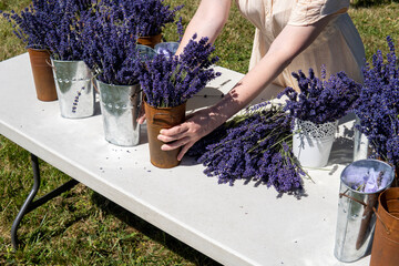 Floristic master class on a lavender field. Woman makes lavender bouquets