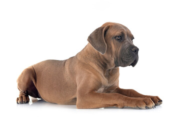 puppy cane corso