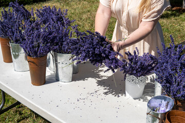 Floristic master class on a lavender field. Woman makes lavender bouquets