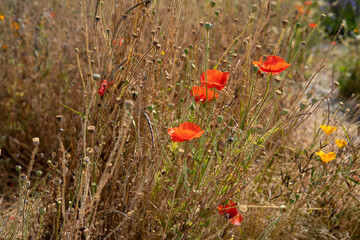Red poppies on a background of dry grass. Poppies in the field