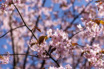 blooming tree