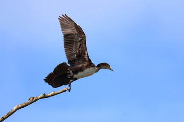 Obraz premium al volo