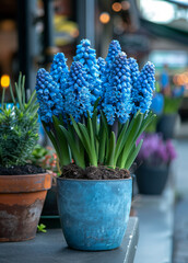 Blue hyacinths in blue pot on street