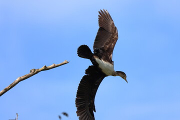 al volo