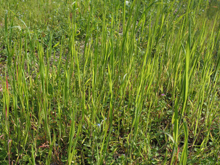 grass blades background selective focus