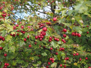 hawthorn berries plant scient. name Crataegus