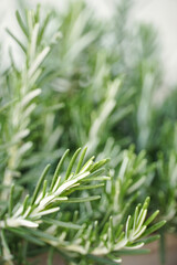 Close-up of rosemary leaves. Medicinal plants with properties from the garden.