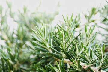 Close-up of rosemary leaves. Medicinal plants with properties from the garden.