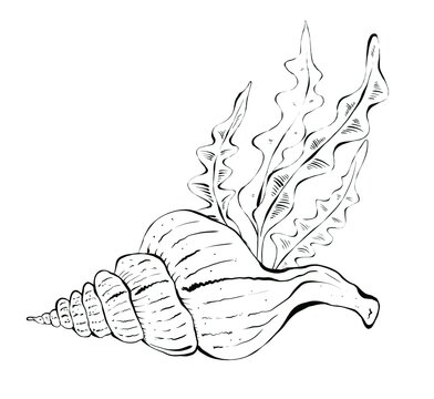 Seashells and seaweed bunch. Hand drawn illustration, graphic set. Drawn in black ink in sketch style. Isolated on white background, design for packaging and children's coloring pages