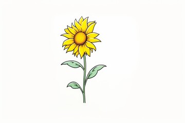 A single sunflower on a white background