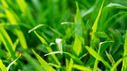 grass field background, green grass, green background, green grass texture