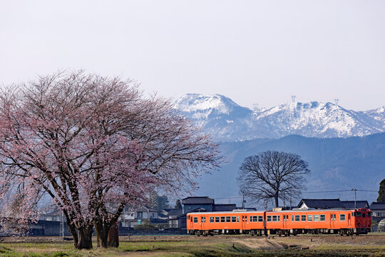 Johana Line and cherry blossoms in Nanto Town. This train is bound for Takaoka and Kiha 47 series.
