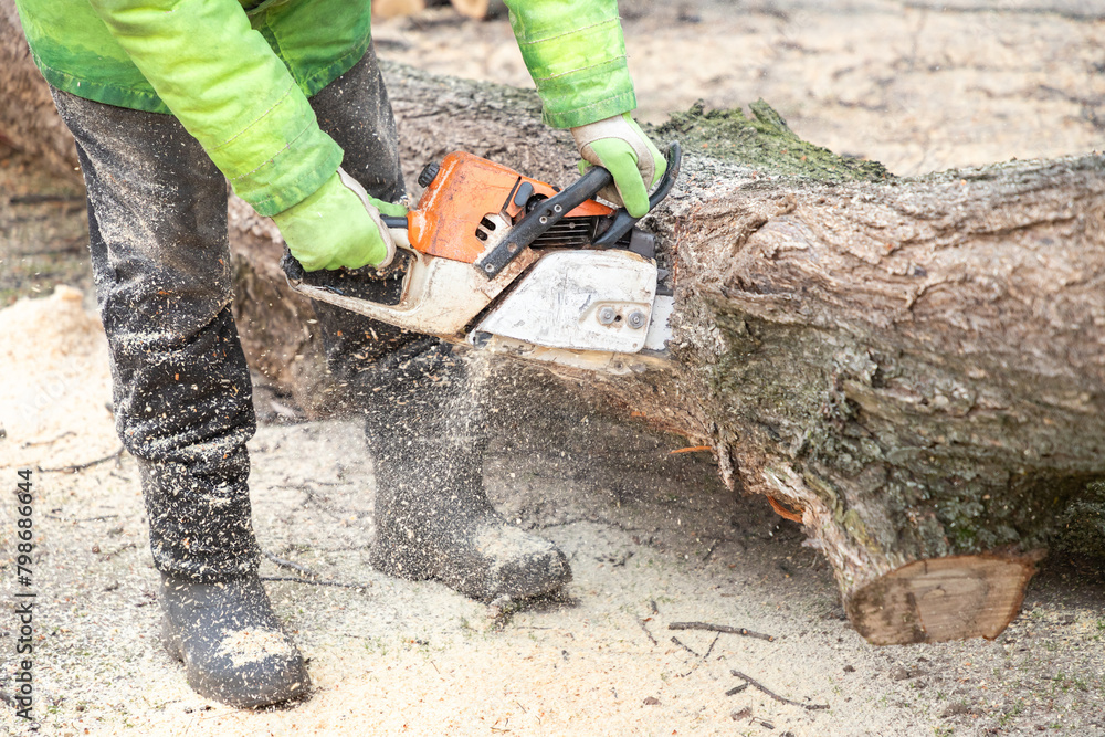 Wall mural professional male worker lumberjack in protective clothes sawing tree trunk, with chainsaw. logging,