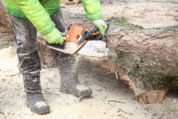 Professional male worker lumberjack in protective clothes sawing tree trunk, with chainsaw....