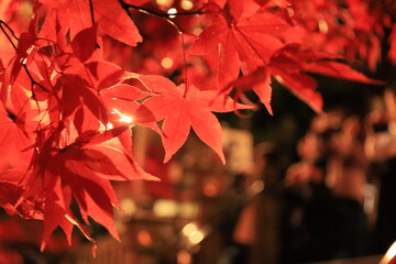 大山阿夫利神社・大山寺付近で紅葉シーズンのライトアップ　夜景 