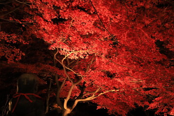 大山阿夫利神社・大山寺付近で紅葉シーズンのライトアップ　夜景 