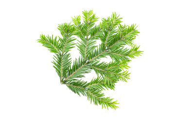Green fir branch isolated on white background. Item for packaging, design, mockup.