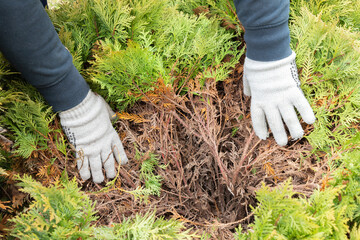 Hands of a gardener in protective gloves, who is removing dry yellow branches of thuja bushes.