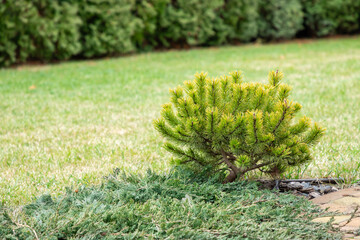 Cultivar dwarf mountain pine Pinus mugo var. pumilio on a backyard. Mountain pine, dwarf mountain...