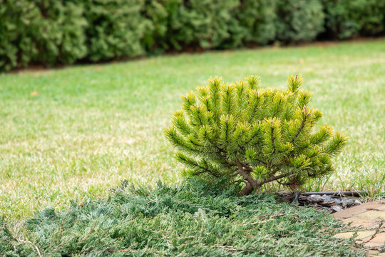 Cultivar dwarf mountain pine Pinus mugo var. pumilio on a backyard. Mountain pine, dwarf mountain pine, scrub mountain pine, Swiss mountain pine. Garden design concept.