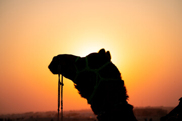 Silhouette of camel with the sun right behind it in sand dunes in Sam Jaisalmer Rajasthan India