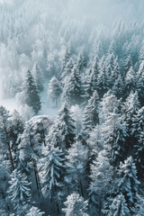Naklejka premium Winter Wonderland Aerial View - forrest covered in snow