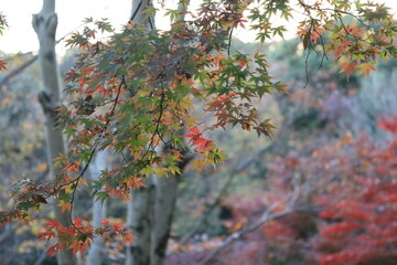 紅葉し始めた森の風景