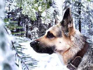 Dog German Shepherd in a forest or in a park in a winter day and white snow arround. Waiting...