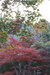 紅葉し始めた森の風景