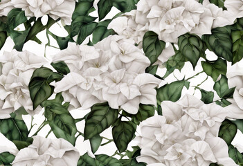 bougainvillea leaves elegant look their White green flowers Background Pattern Flower Summer Nature Tree Spring Leaf Floral Beauty Garden Color Plant Tropical Asian Park Colorful G