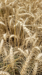Ears of wheat on a field, Golden wheat background texture