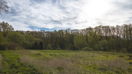 View across a meadow to the edge of the forest