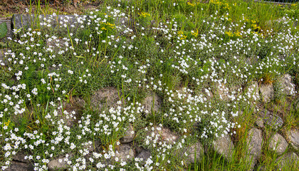White blooming flowers on a wall