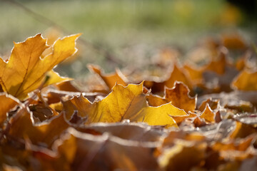 Herbstlaub im Morgenfrost