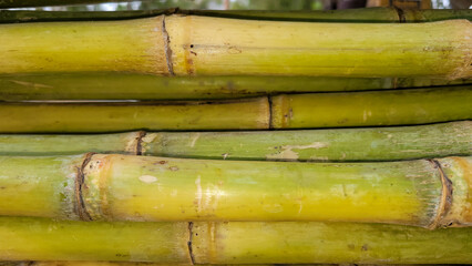 fresh sugarcane in garden. Sugarcane or bamboo background texture